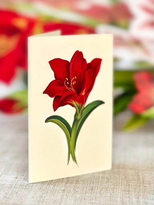 Fresh Cut Paper 3D Pop Up Flower Greeting Note Card – Scarlet Amaryllis – 6  x 5  Hot on Sale